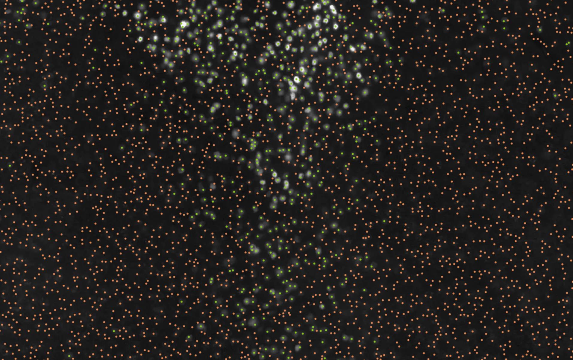 20x staining image with classified cells