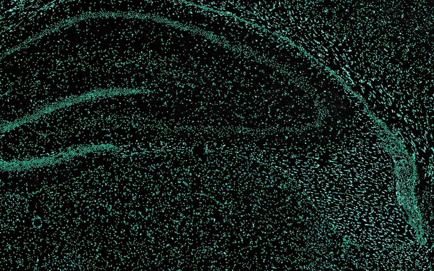 Medium zoom of rat brain tissue with NeuroQP cell detections