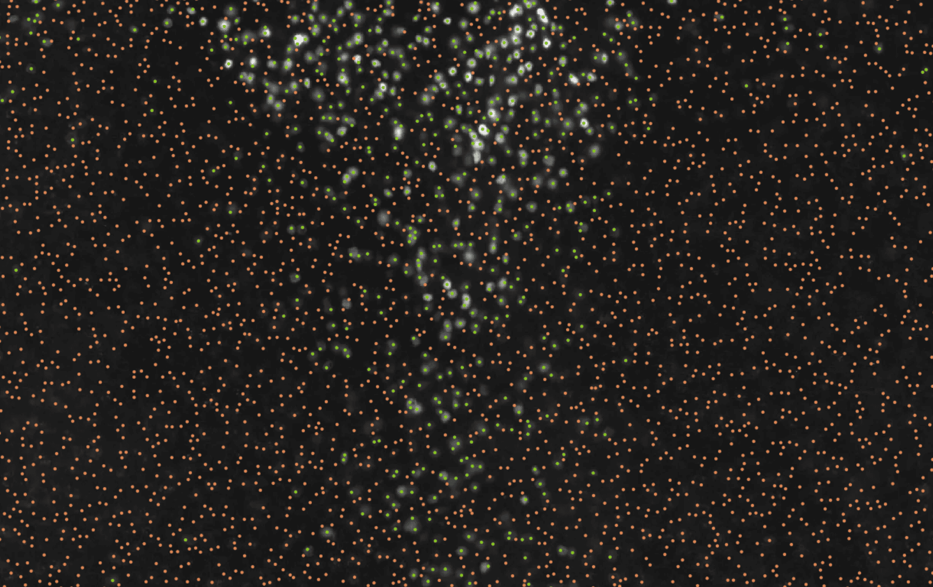 20x staining image with classified cells