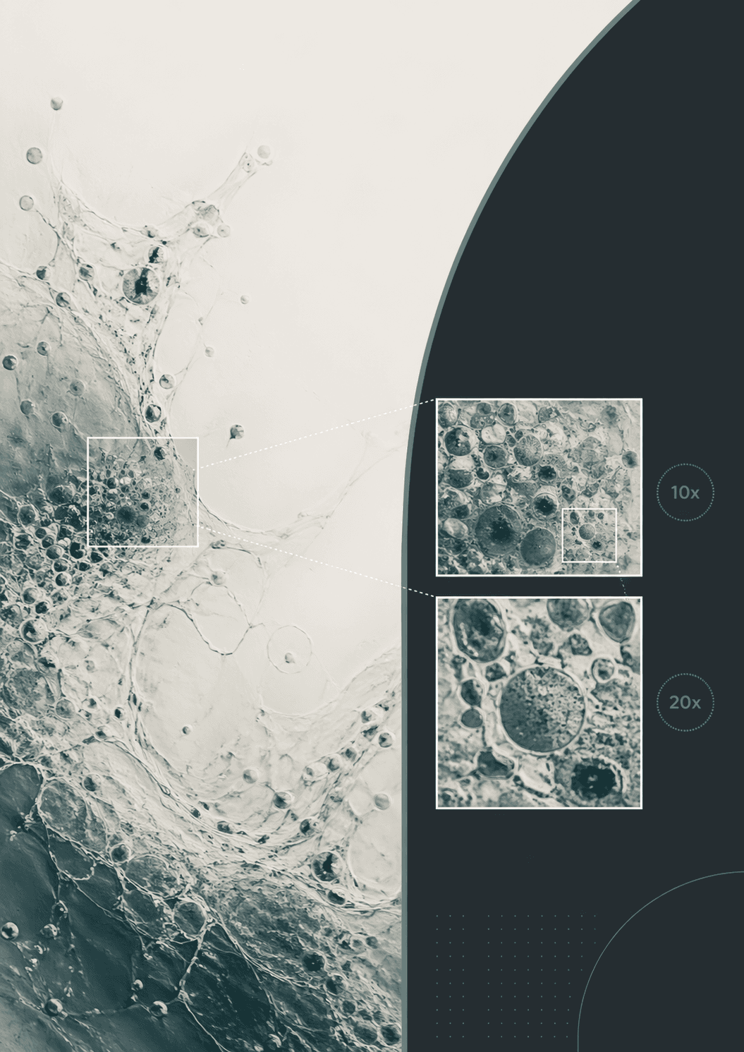 Abstract microscopy-inspired cover image with geometric capture frames labeled 10x and 20x, suggesting the tradeoff between broader coverage and higher detail