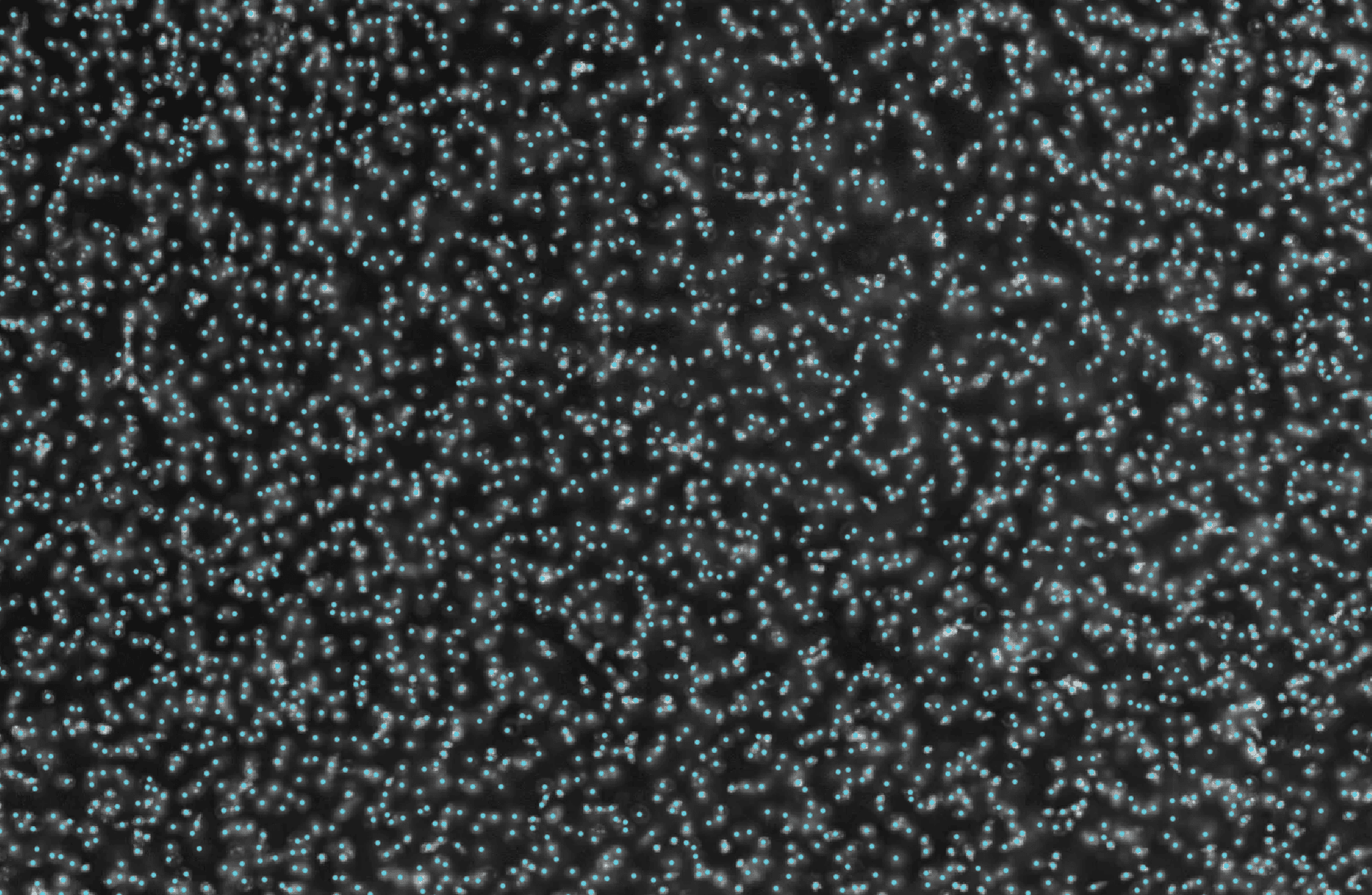 20x DAPI image with automated cell detections