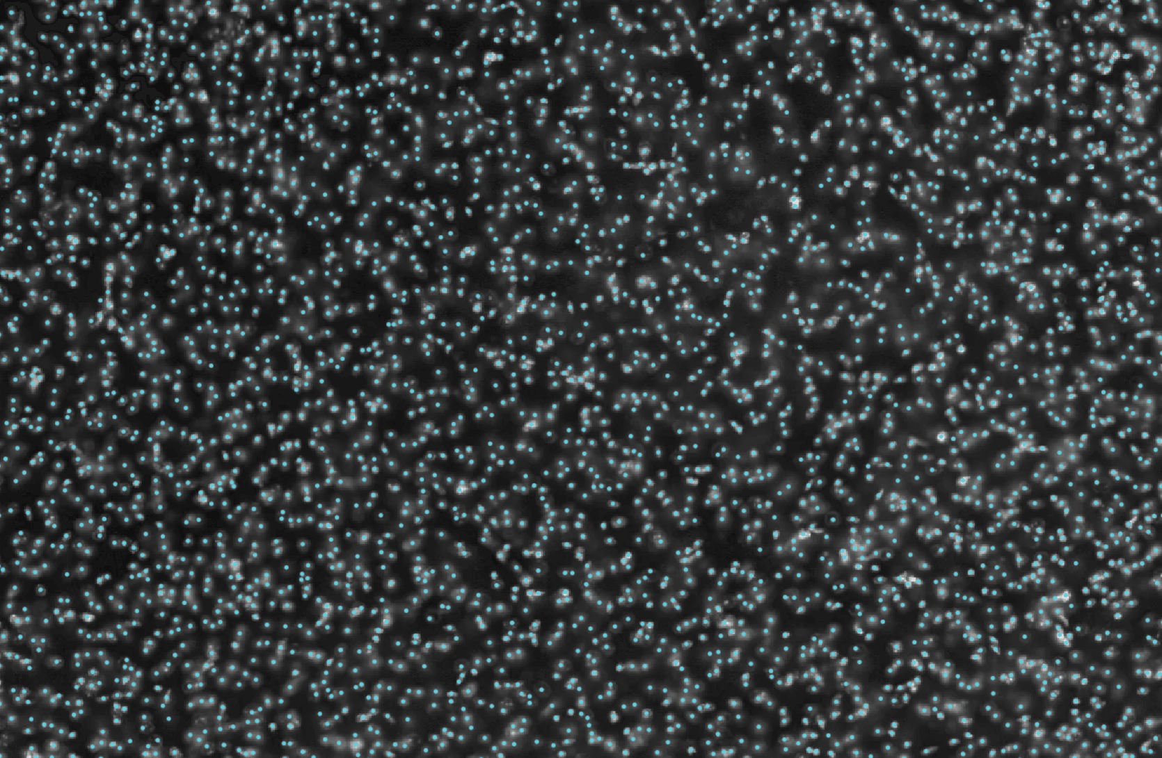 20x DAPI image with automated cell detections