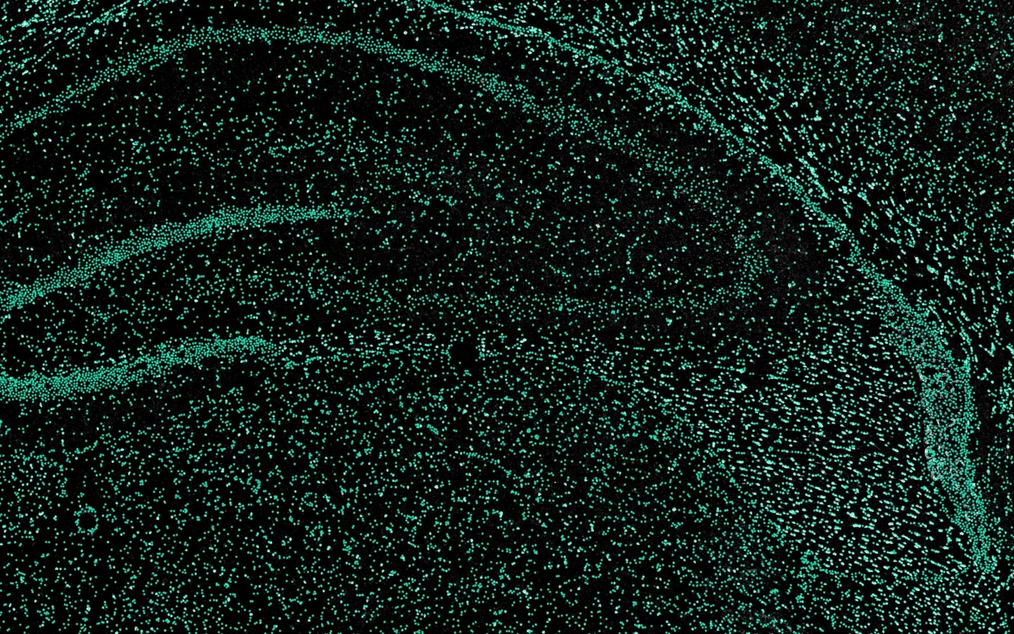 Medium zoom of rat brain tissue with NeuroQP cell detections