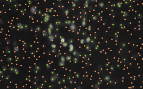 Cells classified into green and orange populations